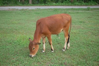Cattle Post Thursday Strength